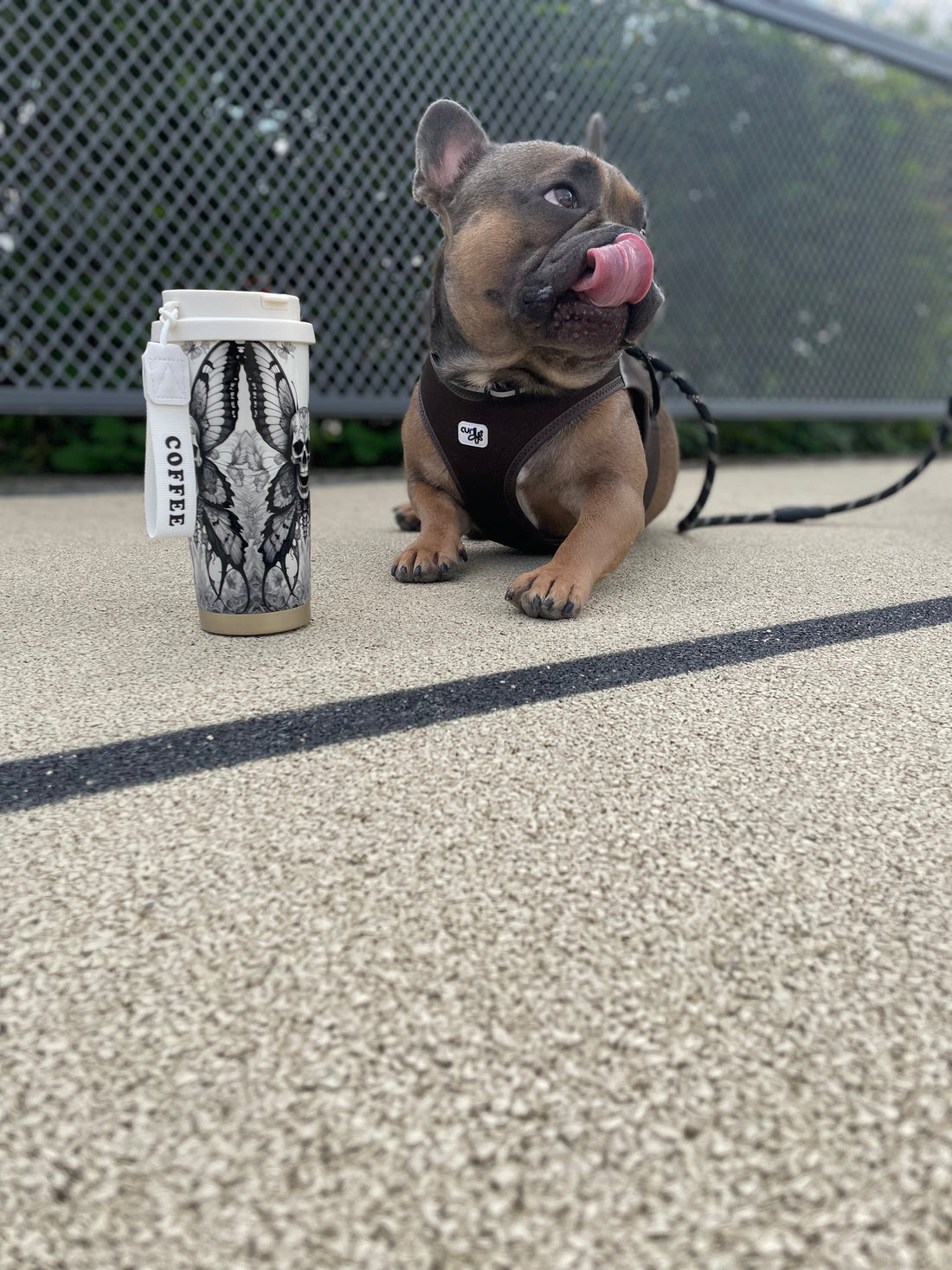 Sasa und Pulsemint – Warum meine Bulldogge Teil der Marke ist